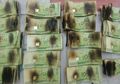 Coba Disinfeksi Pakai Microwave, Duit Cowok Ini Malah Hangus Terbakar