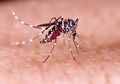 Renggut Ratusan Korban Jiwa, Penyakit Satu Ini Juga Perlu Diwaspadai di Tengah Pandemi Virus Corona