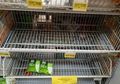 Solo KLB Virus Corona, Masyarakat Padati Pusat Perbelanjaan Borong Bahan Makanan, Tampak Sejumlah Rak Supermarket Mulai Kosong, Panic Buying?