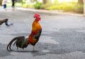 Bukan Sekedar Mitos, Hal Ini yang akan Terjadi Jika Ayam Jago Berkokok Tengah Malam atau Angsa Tidur Berdiri dengan Satu Kaki, Coba Perhatikan!