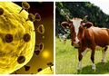 Tak Gubris Kata Para Ahli, Sebuah Kelompok Hindu di India Minum Air Kencing Sapi Demi Tangkal Virus Corona, 200 Orang Hadir!