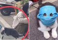 Tak Ingin Peliharaannya Tertular Virus Corona, Tuan Ini Rela Habiskan Waktu Buat Masker Khusus Si Kucing