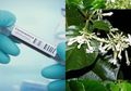 100 Pasien Positif Virus Corona di China Sembuh dengan Pengobatan dari Tanaman yang Tumbuh Subur di Indonesia