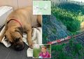Tempuh Jarak 200 Kilometer Melintasi Hutan Terpencil, Anjing Ini 'Berurai Air Mata' dalam Perjalanan Pulang ke Rumah Majikan yang 'Membuangnya'