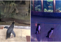 Akuarium di AS Ditutup karena Wabah Corona, Para Penguin Jadi Bisa Jalan-jalan
