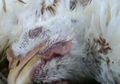Aneh, Terakhir Terjadi Tahun 2011, Bondowoso Kini Dihantui Kasus Flu Burung Bersamaan dengan Wabah Corona, Dinas Pertanian: Kami Sedang Lacak
