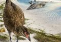 'Wonderchicken', Fosil Burung Modern Paling Awal yang Pernah Ditemukan