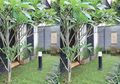 Pertahankan Tinggi Rumput Sampai 2 Sampai 3 Cm, Lakukan Hal Ini Agar Rumput Semakin Sehat
