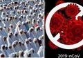 Jangan Takut Covid-19 di Bulan Ramadan, Diakui Ahli Puasa Membuat Orang Tak Mudah Sakit dan Menyembuhkan Penyakit