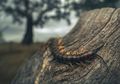 Dari Penghisap Darah Hingga Kelabang Raksasa Sepanjang 3 Meter yang Menyeret Rusa, Ini Dia 5 Monster Misterius yang Pernah Ditemui Manusia