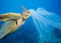 Jangan Buang Plastik Sembarangan! Penyu di Laut Mengira Baunya Seperti Makanan