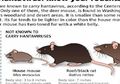 Baru Mulai Bangkit dari Wabah Corona, China Kini Diserang Hantavirus, Jenis Virus Baru yang Memakan Korban Tewas hingga 32 Orang Harus Diisolasi Khusus