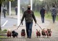 Anjing pun Jadi Alasan Banyak Orang Keluar Rumah di Tengah Social Distancing