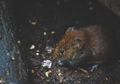 Sama-sama Disebabkan Oleh Tikus, Ini Perbedaan Hantavirus dengan Leptospirosis, Pernah Muncul di Indonesia sejak Tahun 2002