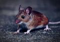 Muncul Hantavirus di China, Ahli Sebut Masyarakat Nggak Perlu Khawatir karena Hal Ini