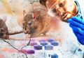 Wabah Virus Corona Covid-19 Belum Berakhir, China Kembali Heboh dengan Kasus Hantavirus yang Tewaskan Seorang Pria