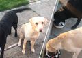 Bosen Nggak Ada Kerjaan, Komentator Olahraga Ini Komentari Anjing-anjingnya yang Lagi 'Lomba' Makan
