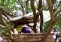 Takut Terinfeksi Virus Corona, Keluarga Ini Memilih Tinggal di Atas Pohon Untuk Menjaga Jarak Aman, 'Kami Merasa Baik-baik Saja di Sini'