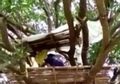 Saking Takutnya Terinfeksi Corona, Keluarga Ini Mengisolasi Diri Tinggal di Atas Pohon Demi Lakukan Physical Distancing: Kami Merasa Baik-baik Saja di Sini