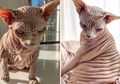 Jauh dari Kata Gemas, Kucing Ini Malah Bikin Orang Jatuh Cinta karena Wajah Seramnya