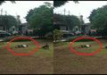 Tiba-tiba Tergeletak di Taman Sendirian, Pria Ini Tidak Berdaya Terkapar dengan Suhu Tubuh 41 Derajat Celsius, Hanya Ditonton Warga Sekitar Tak Ada yang Berani Menolong