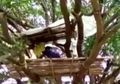 Tak Dapat Tempat di Rumah, Warga Desa di India Isolasi Diri di Pohon: Kami Hidup di Sini Atas Keinginan Sendiri