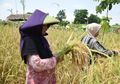 Bagai Angin Segar di Tengah Pandemi, Wujudkan Ketahanan Pangan Nasional, Kementan Berikan Bantuan Padat Karya