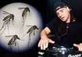 Di Rumah Banyak Nyamuk? Usir Pake Lagu Skrillex