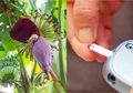 Tidak Hanya Enak Dibuat Sayur, Ternyata Ini 7 Manfaat Jantung Pisang untuk Kesehatan, Salah Satunya Kelola Kadar Gula Darah