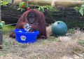 Video Viral Orangutan Ini Ingatkan Kita untuk Rajin Cuci Tangan, Jangan Mau Kalah!