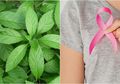 Manfaat Tanaman Obat Daun Dewa untuk Kesehatan, Termasuk Obati Batuk Hingga Cegah Kanker