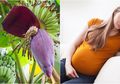 Ibu Hamil Jangan Ragu Lagi Makan Olahan Jantung Pisang, Karena Ini 8 Manfaat Jantung Pisang untuk Ibu Hamil, Salah Satunya Mencegah Anemia