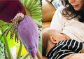 Ibu Menyusui Jangan Ragu Lagi untuk Makan Jantung Pisang, Karena Manfaat Jantung Pisang Termasuk Perbanyak Air Susu Ibu