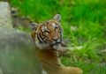 Menyusul Anjing dan Kucing, Dunia Kini Mencatat Kasus Pertama Infeksi Virus Corona Baru ke Harimau, Ini Alasan Mengapa Virus Corona Bisa Berpindah Inang Dengan Cepat