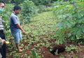 Tengah Bersihkan Rumput Bersama, Saat Menengok Istri Pria Ini Hilang, Ternyata Terperosok dalam Lubang Ini