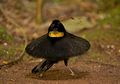 Burung-Burung Surgawi Pelipur Lara Pandemi