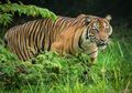 Lima Kucing Terbesar yang Hidup di Alam Liar: Harimau hingga Puma