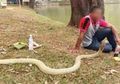 Jika Mbak You Sang Paranormal Nikahi Ular Siluman, Pria Ini Justru Menikah dengan Ular Cobra Sepanjang 3 Meter, Tiap Hari Bermesraan Layaknya Suami Istri, Dirinya Yakin Sang Reptil Jelmaan Mantan Pacar yang Telah Lama Mati