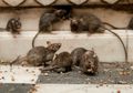 'Ini Tidak Seharusnya Terjadi', Ilmuwan Dibuat Bingung saat Tikus Menginfeksi Manusia dengan Hepatitis Jenis Baru