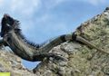 Spesies Baru dari Iguana Hitam Ditemukan di Karibia, Seperti Apa?