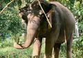 Hewan pun Rasakan Dampak Virus Corona, Gajah di Thailand Terancam Kelaparan Gara-gara Kunjungan Turis Menurun, Terpaksa Diberi Pakan Tak Seperti Menu Biasanya