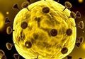 Penelitian Terbaru Menunjukkan Virus Corona tidak Hanya Menyerang Paru-paru saja, tapi juga Merusak 4 Organ Vital Ini, termasuk Kerusakan Otak!