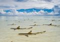 Hiu Karang Aldabra