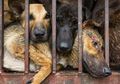 Tak Peduli Dikecam Dunia, Orang China Masih Nekat Lanjutkan Tradisi Brutal Makan Anjing yang Direbus Hidup-hidup, Bahkan Ada Festivalnya