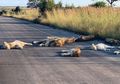 Raja Hutan Menguasai Wilayahnya Lagi, Akibat Lockdown Karena COVID-19, Singa-singa Ini Menikmati Harinya di Jalan-jalan yang Biasa Diisi Manusia