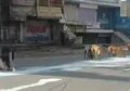 Menyayat Hati, Pria Ini Berusaha Mengais Tumpahan Susu di Jalan Bersama Anjing Akibat Lockdown di India