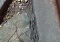 Muncul Banyak Cacing di Solo dan Sekitarnya, BMKG Benarkan Jadi Pertanda Gempa dan Tsunami