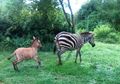 Bayi Zebra Ini Punya Tampilan Fisik Aneh, Ternyata Hasil Kawin Silang