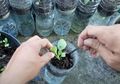 Yuk, Berkebun dengan Botol Bekas untuk Kurangi Sampah Plastik! Begini Caranya