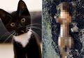 Di Vietnam Kucing Hitam Laris Diburu Untuk Dibantai Kemudian Dikonsumsi Karena Diyakini Sebagai Obat Virus Corona